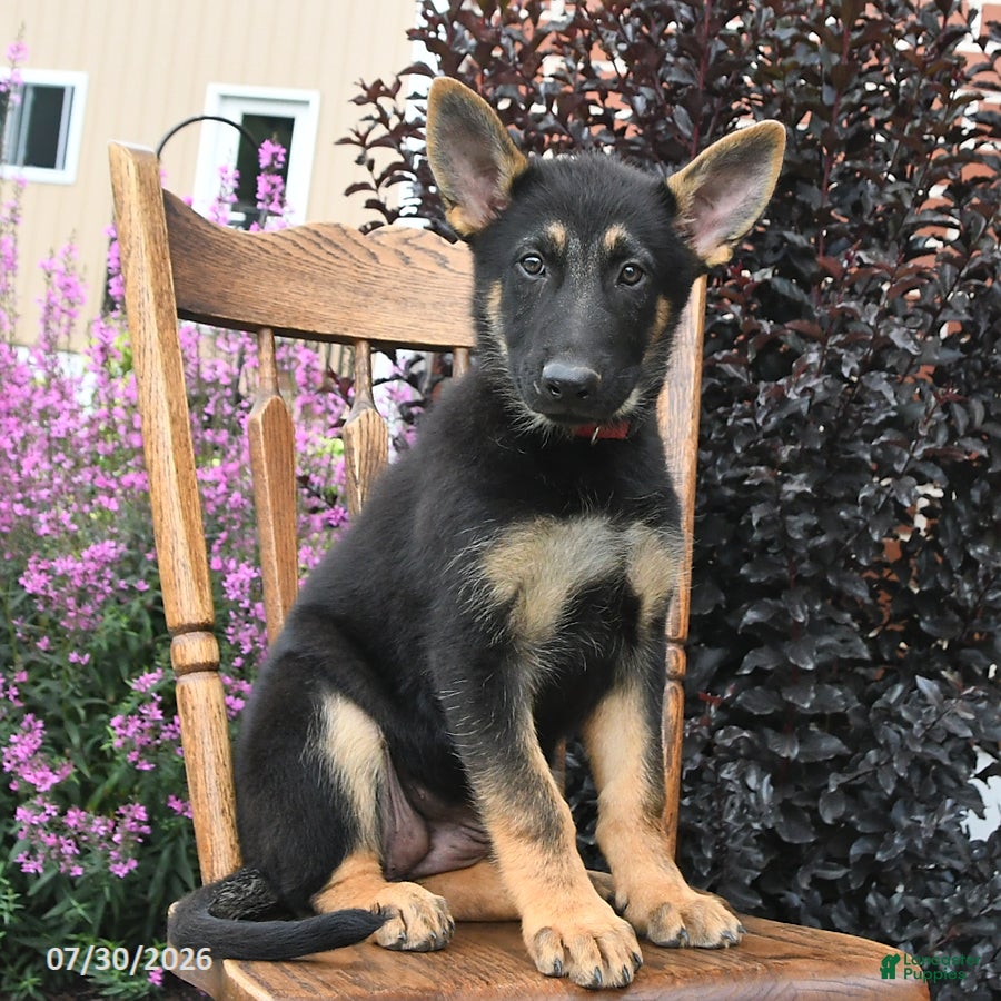 German Shepherd dogs Katharina - Ad 2