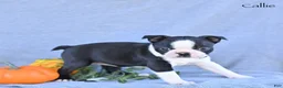 Boston Terrier dogs for sale: Callie - Ad 4