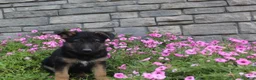 German Shepherd dogs for sale: Anson - Ad 3