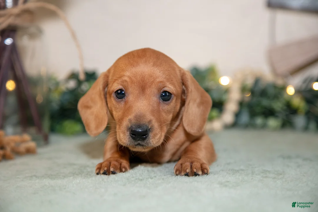 Miniature Dachshund dogs for sale: Sienna - Ad 3