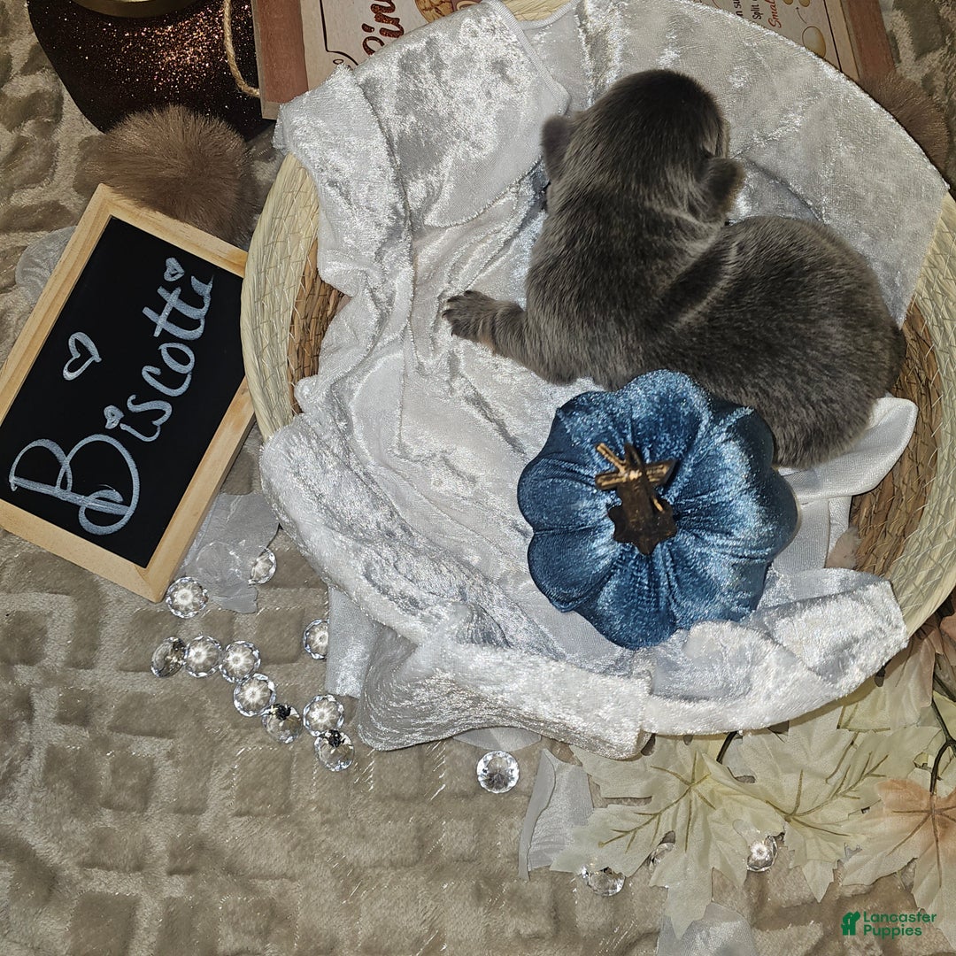 French Bulldog dogs for sale: Biscotti AKC Fluffy  - Ad 26