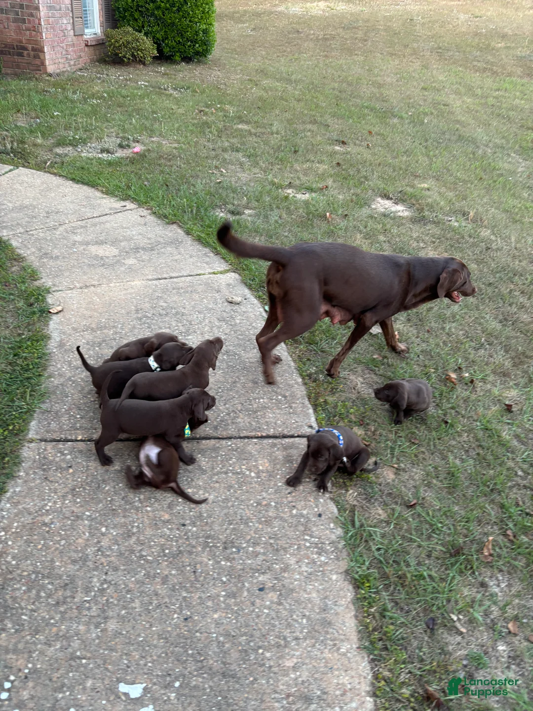 Mixed Breed dogs for sale: Mixed Breed Puppy 3 - Ad 2