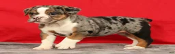 Beabull dogs for sale: Cola - Ad 3