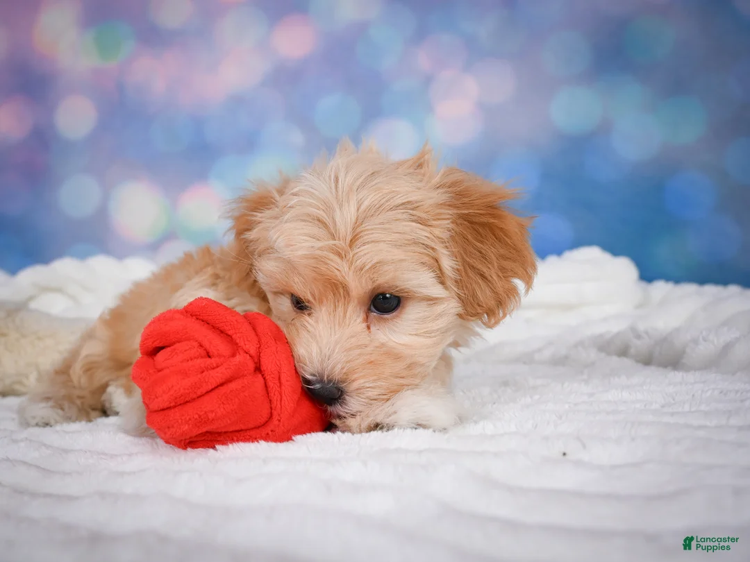 Maltipoo dogs for sale: Ginger - Ad 15