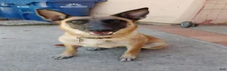 Belgian Malinois dogs for sale: Belgian Malinois 3 Bella - Ad 2