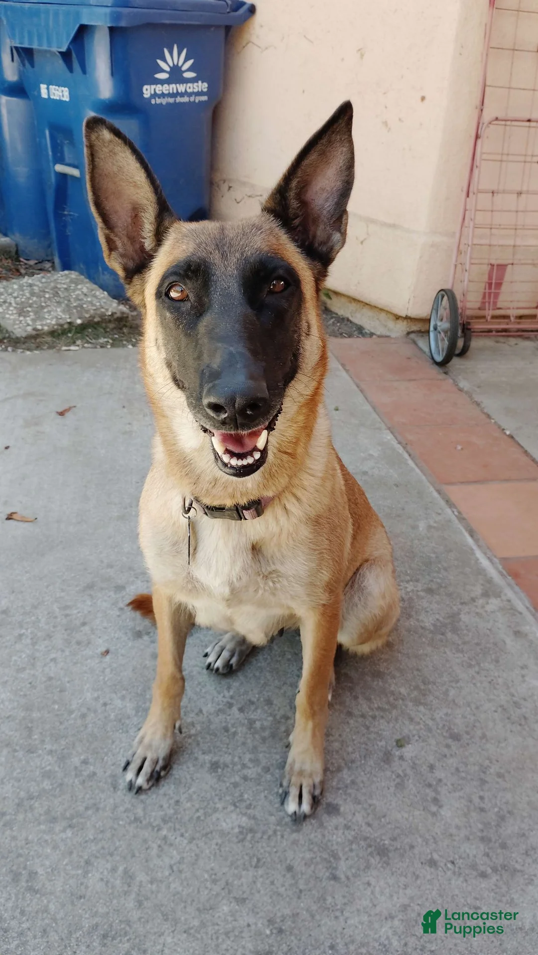 Belgian Malinois dogs for sale: Belgian Malinois 3 Bella - Ad 2