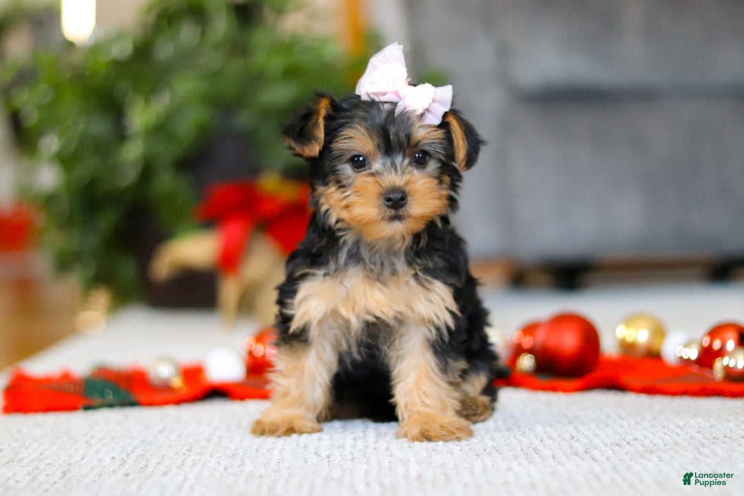 Yorkiepoo dogs for sale: Annetta - Ad 5