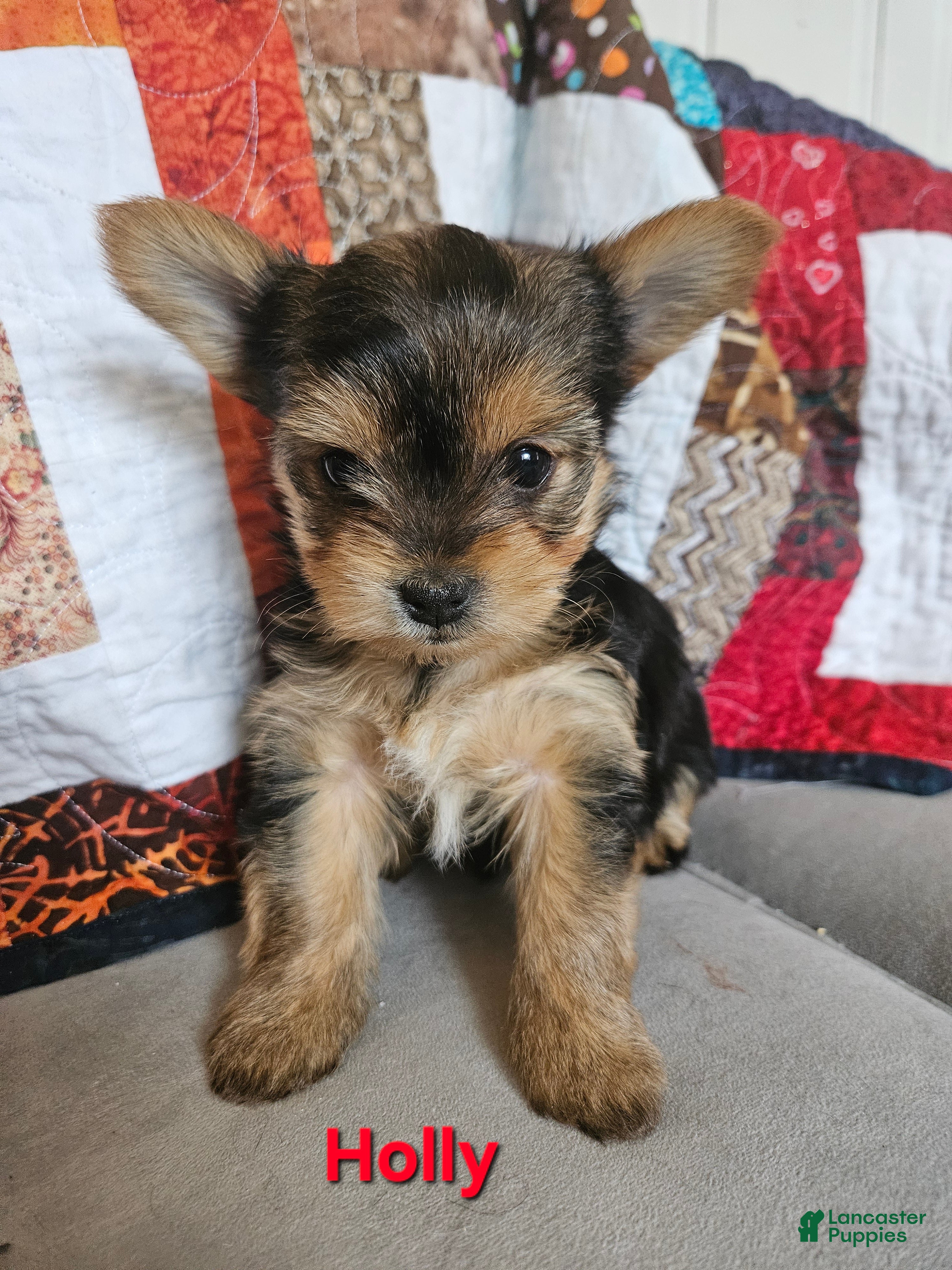 Yorkshire Terrier dogs Holly  - Ad 1