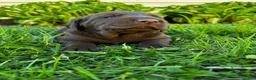 Labrador Retriever dogs for sale: Marcel - Ad 7