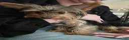 Yorkshire Terrier dogs for sale: Hannah.  - Ad 4