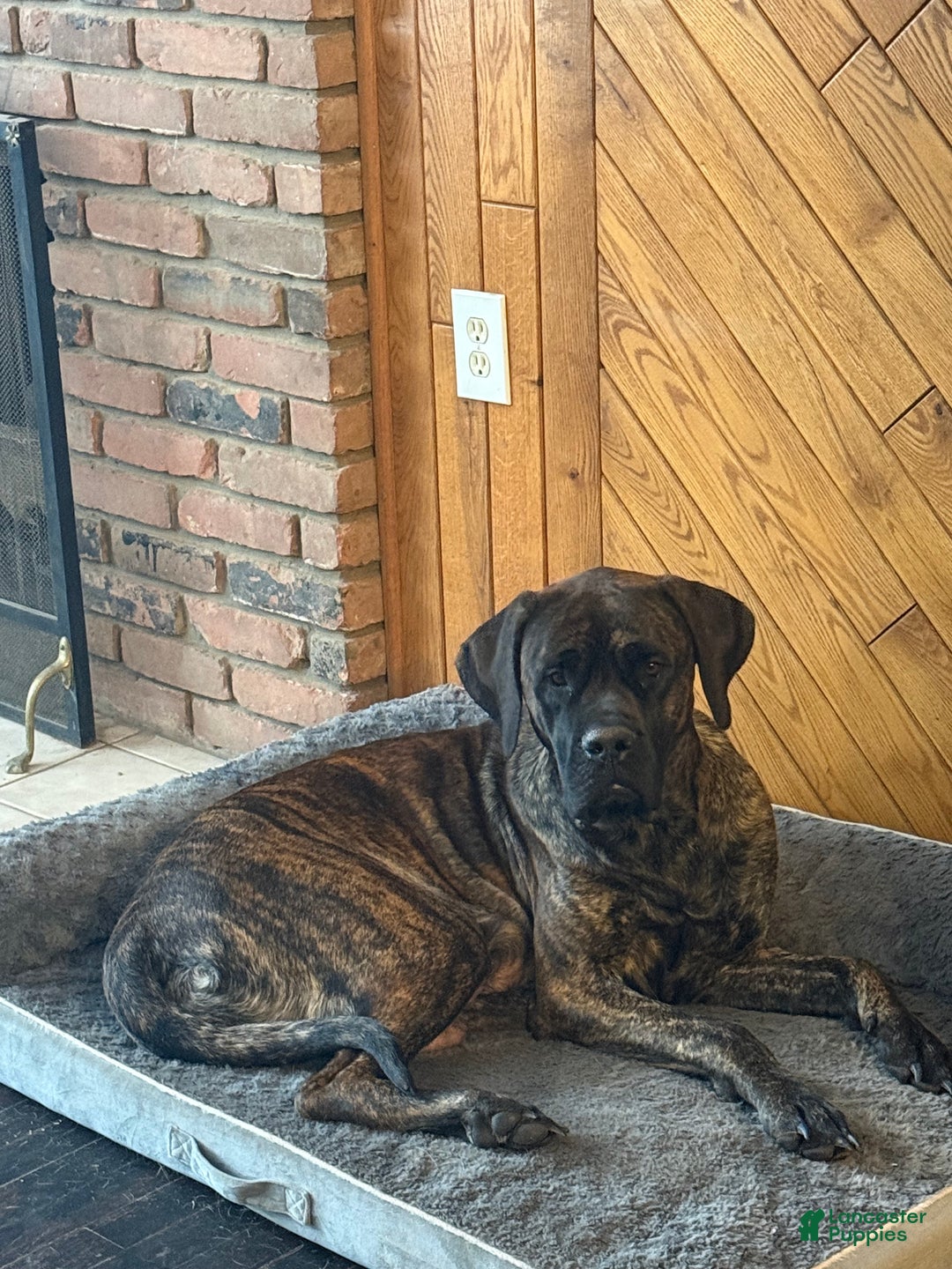 English Mastiff dogs for sale: English Mastiff Puppy 5 - Ad 2