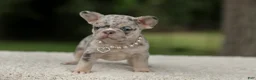 French Bulldog dogs for sale: Dahlia - Ad 8