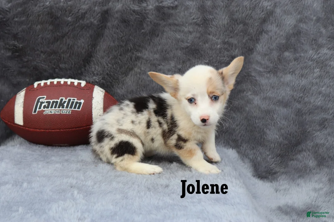 Welsh Corgi Pembroke dogs for sale: Jolene - Ad 2
