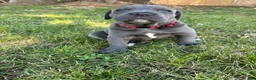 Cane Corso dogs for sale: Red  - Ad 3