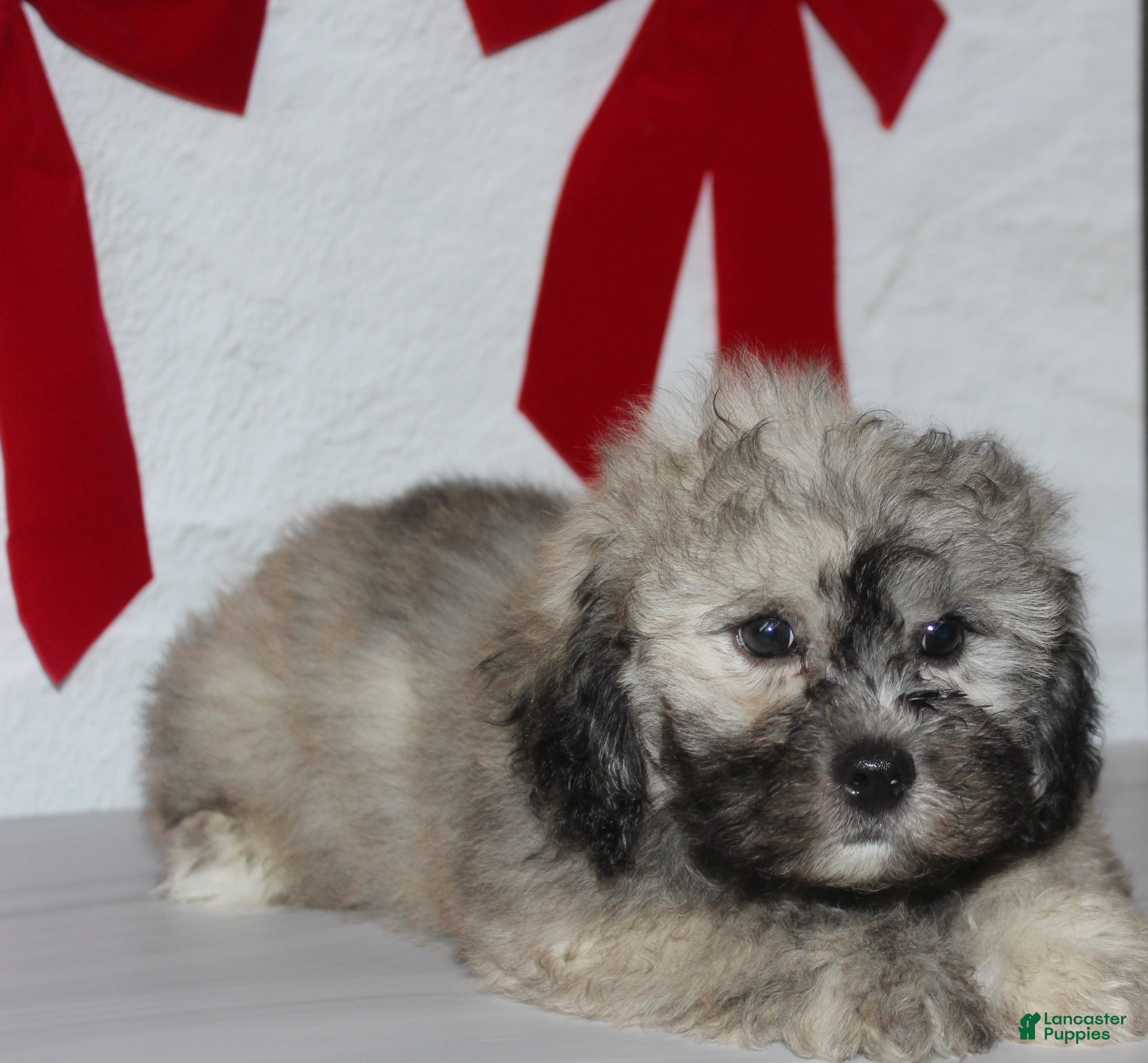 Teddy Bear dogs for sale: Remy  - Ad 2