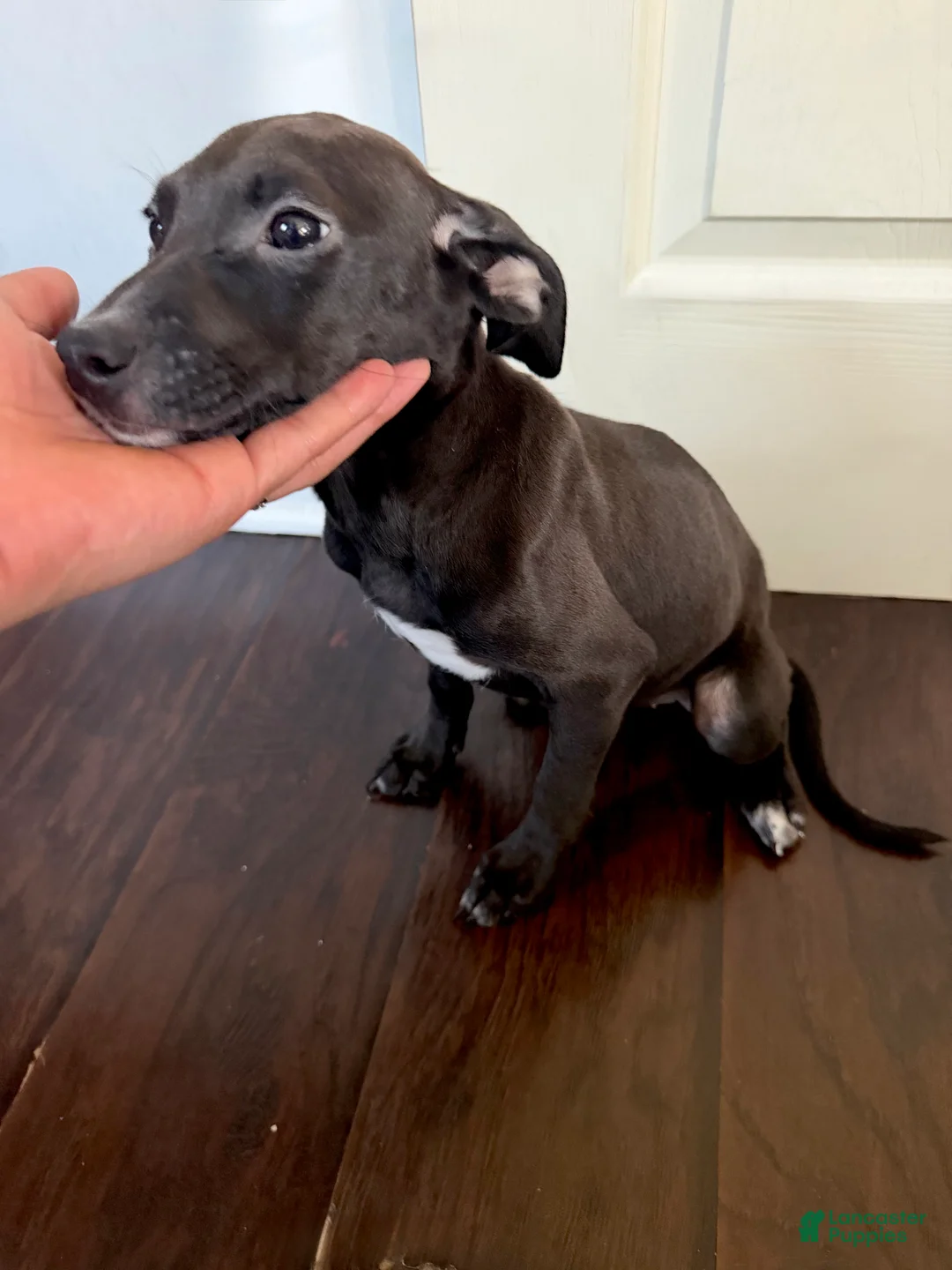 Mixed Breed dogs for sale: Mixed Breed 1 - Ad 1