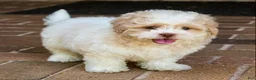 Shihpoo dogs for sale: Sullivan - Ad 6