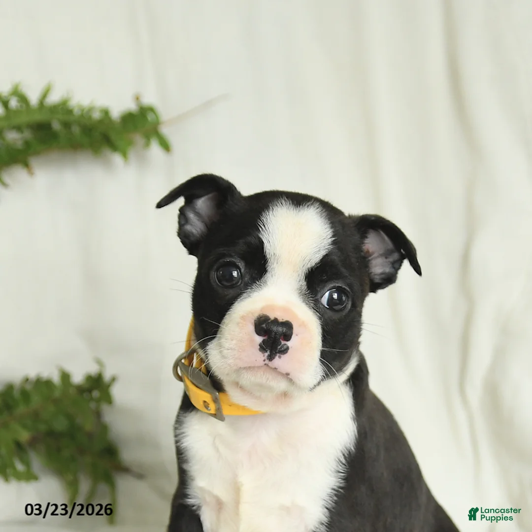 Boston Terrier dogs for sale: Buddy - Ad 5