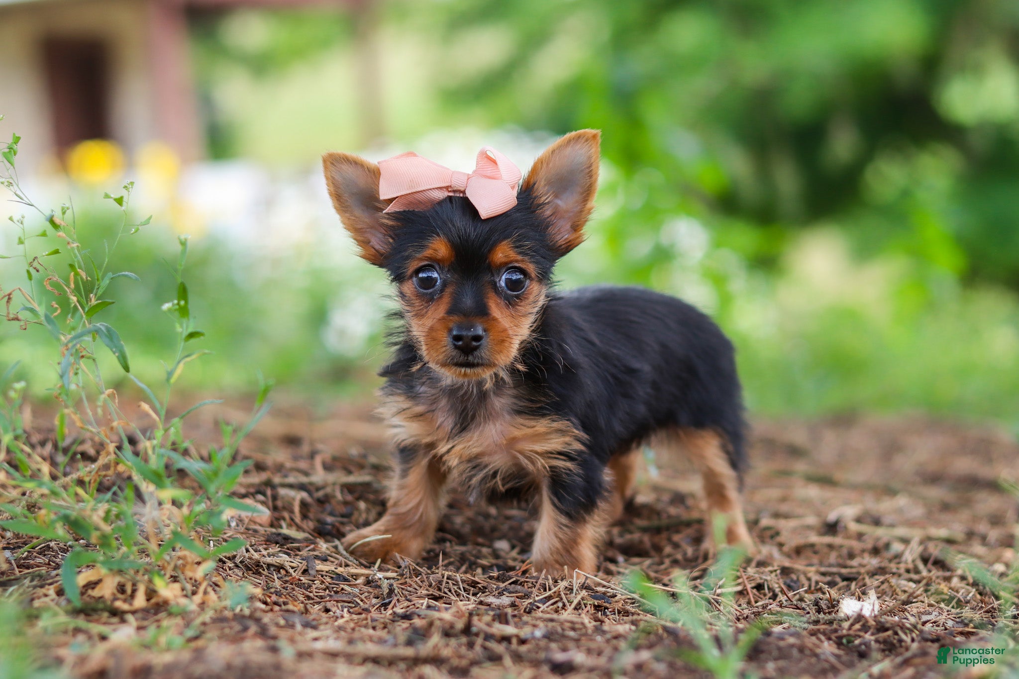 Yorkshire Terrier dogs Ellie - Ad 1