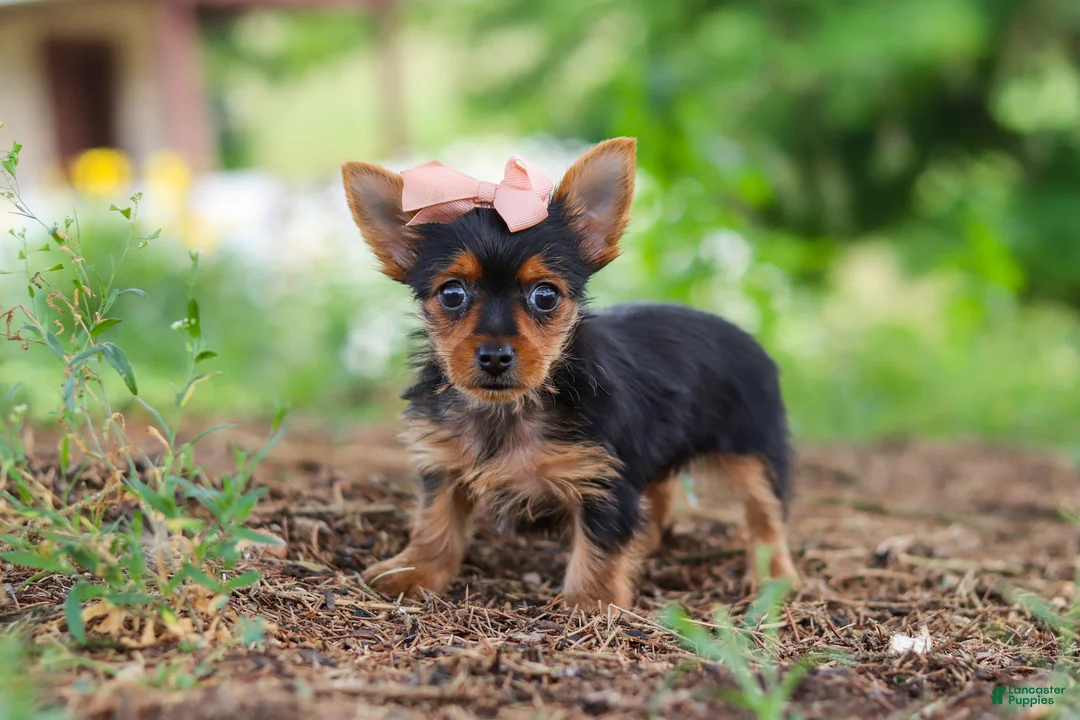 Yorkshire Terrier dogs for sale: Ellie - Ad 1
