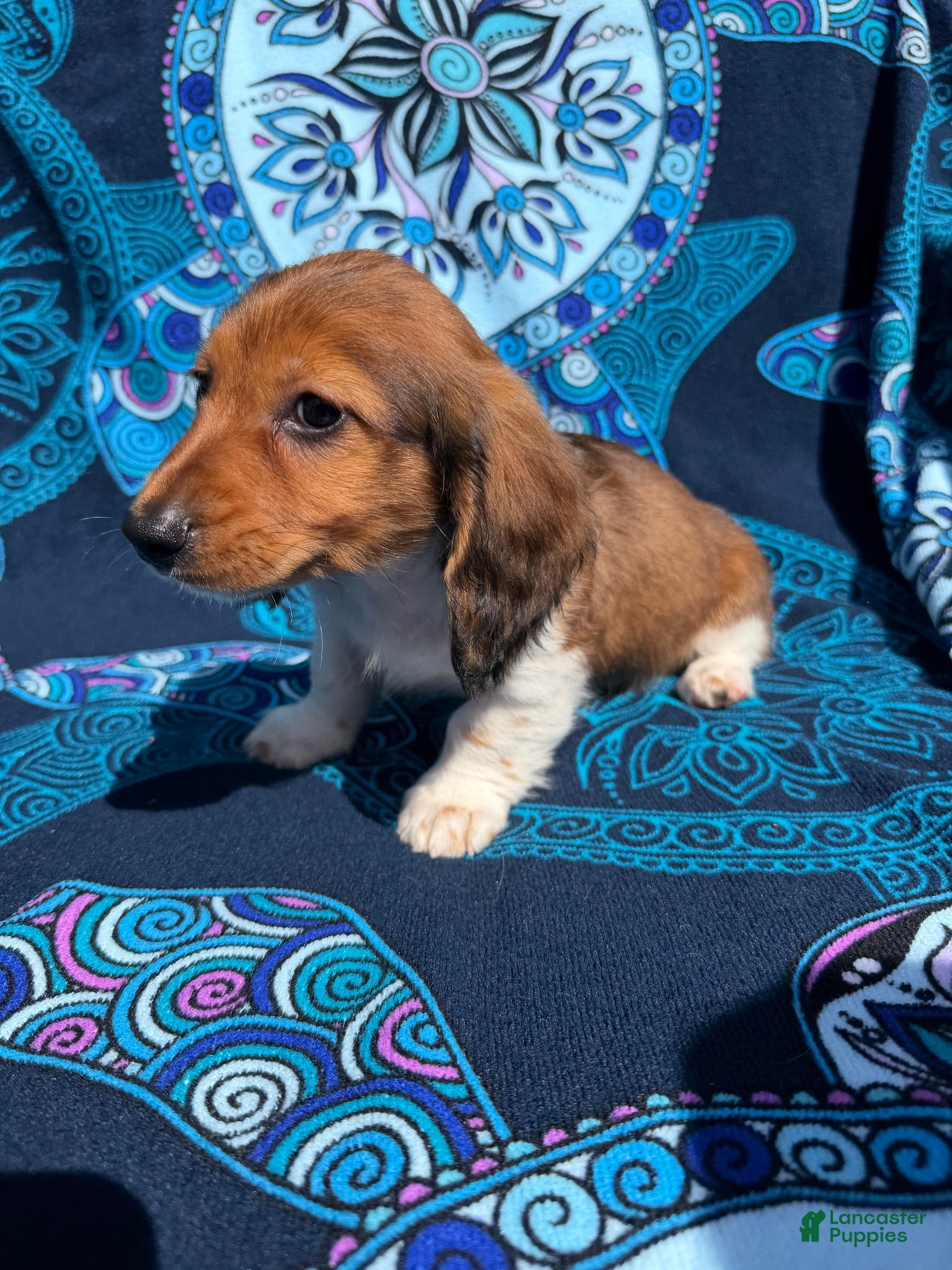 Miniature Dachshund dogs Brownie - Ad 23