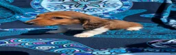 Miniature Dachshund dogs for sale: Brownie - Ad 1
