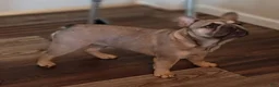 French Bulldog dogs for sale: French Bulldog 2 - Ad 3