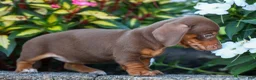Miniature Dachshund dogs for sale:  Zoey🎀 - Ad 18