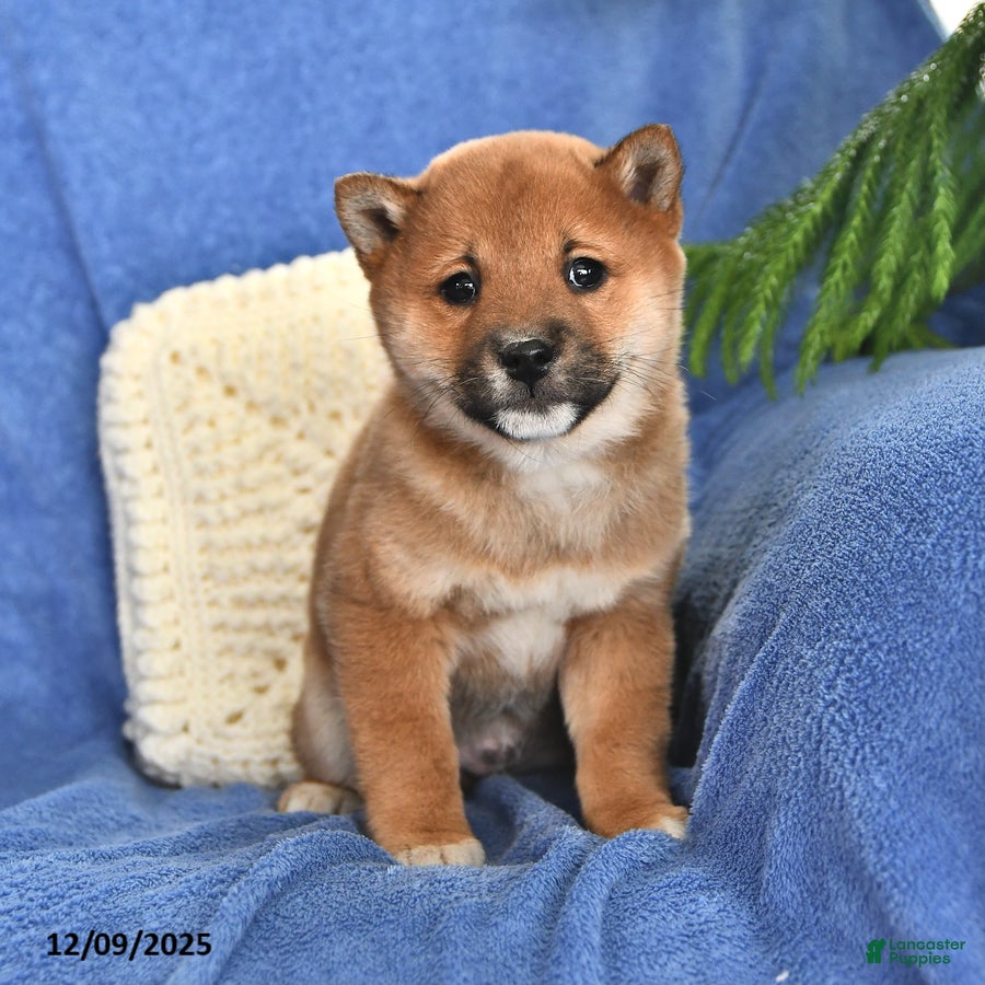 Shiba Inu dogs Paul - Ad 12