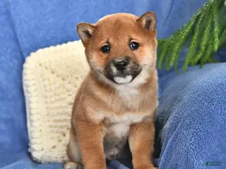 Shiba Inu dogs Paul - Ad 40