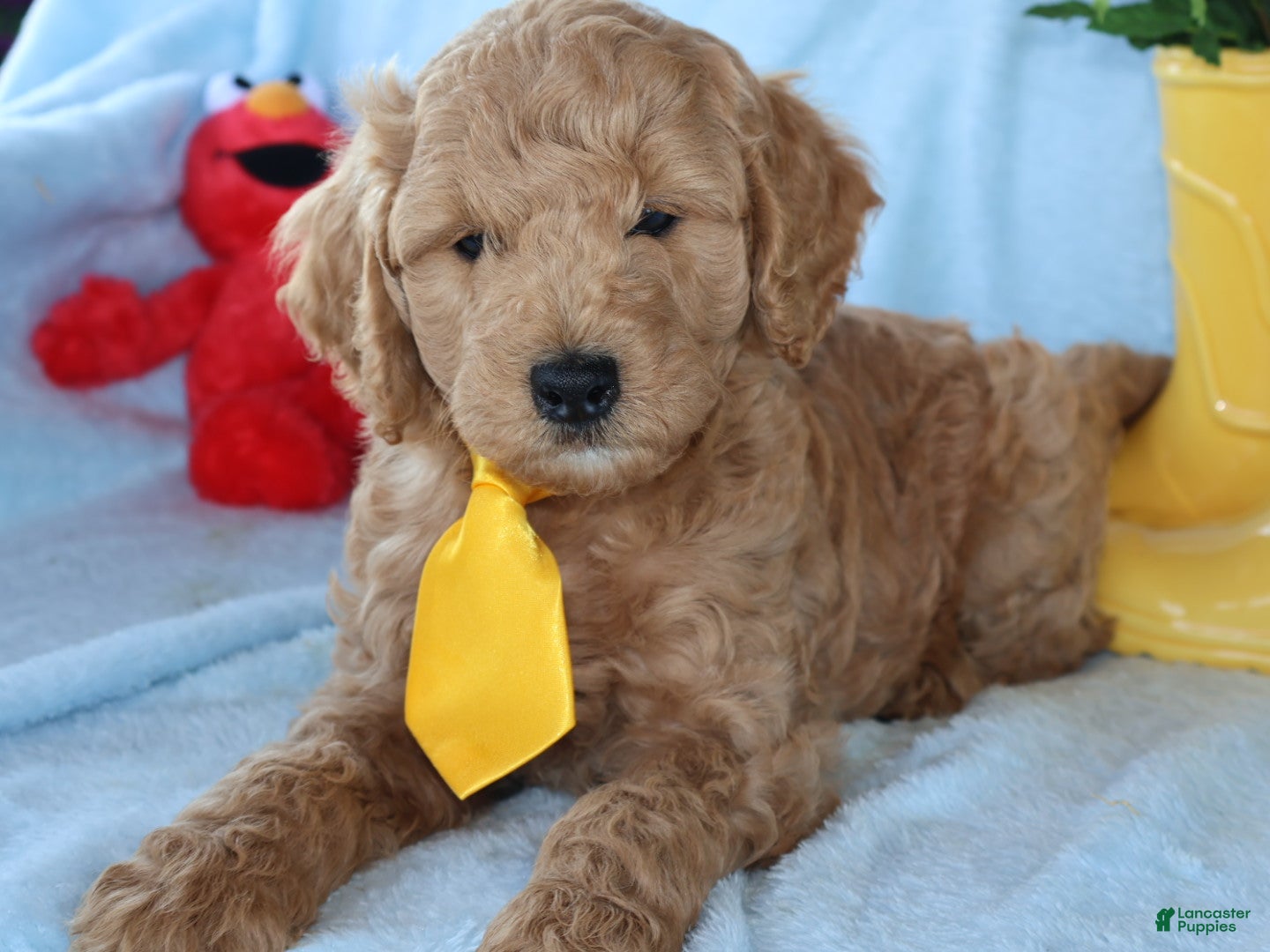 Mini Goldendoodle dogs Sweet Harper - Ad 2