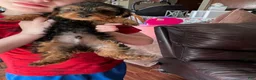 Yorkshire Terrier dogs for sale: Yorkshire Terrier Puppy 1 - Ad 7