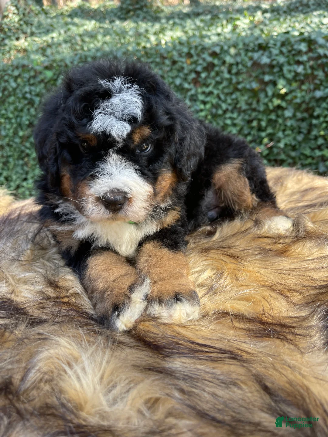 Bernedoodle dogs for sale: MARLEY- male  “green collar” - Ad 1