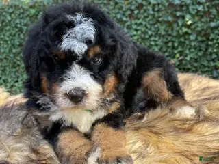 Bernedoodle dogs MARLEY- male “green collar” - Ad 42
