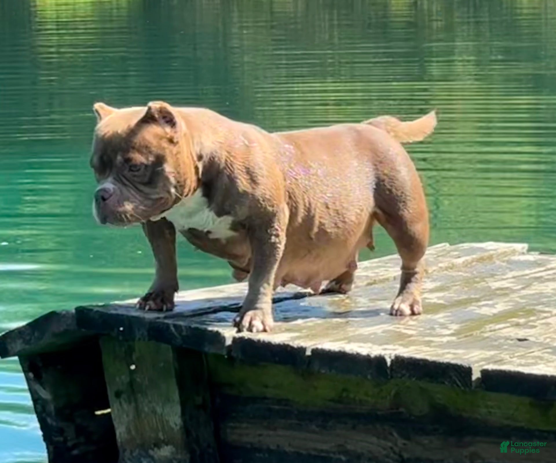 American Bully dogs for sale: Hootie - Ad 2