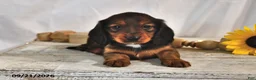 Miniature Dachshund dogs for sale: Mocha - Ad 3