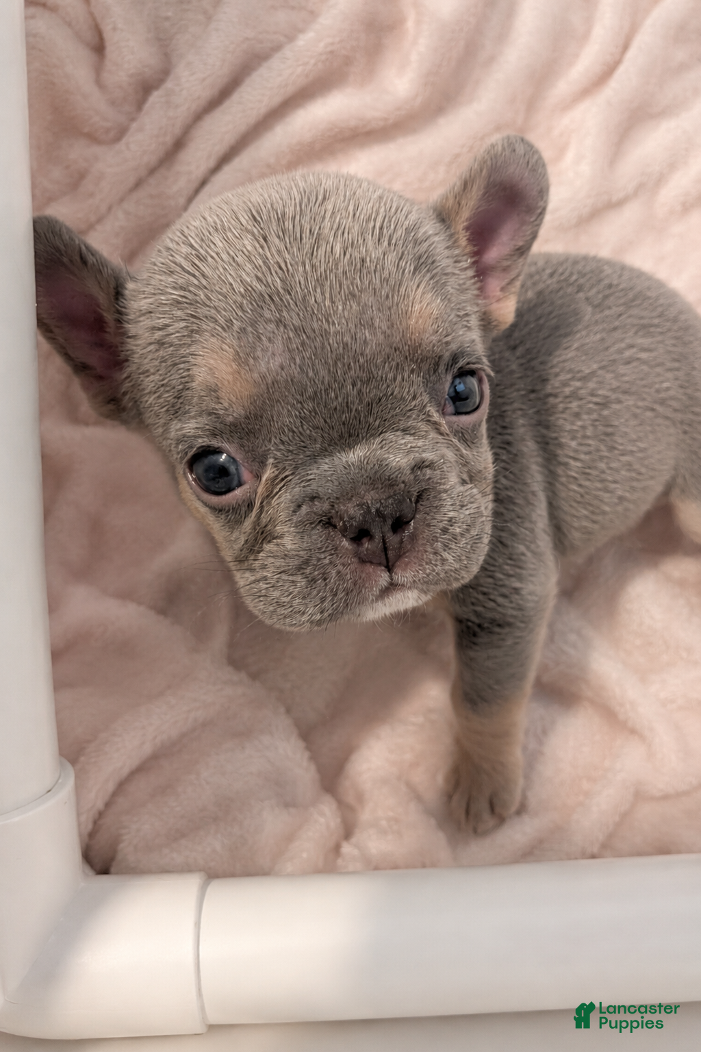 French Bulldog dogs 💖 Lily – Beautiful AKC French Bulldog Female in Texas - Ad 1