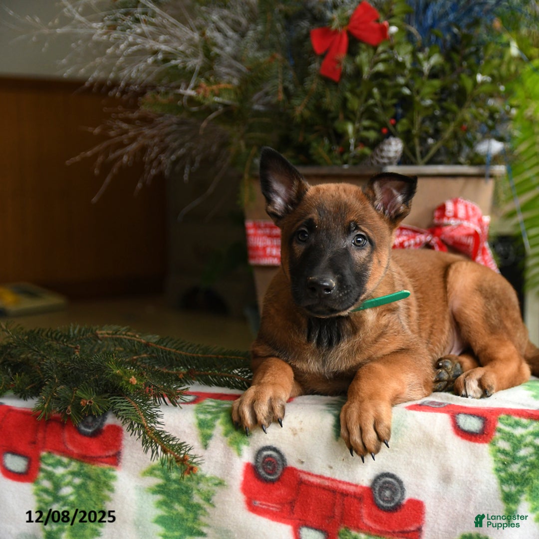 Belgian Malinois dogs for sale: Melon  - Ad 3