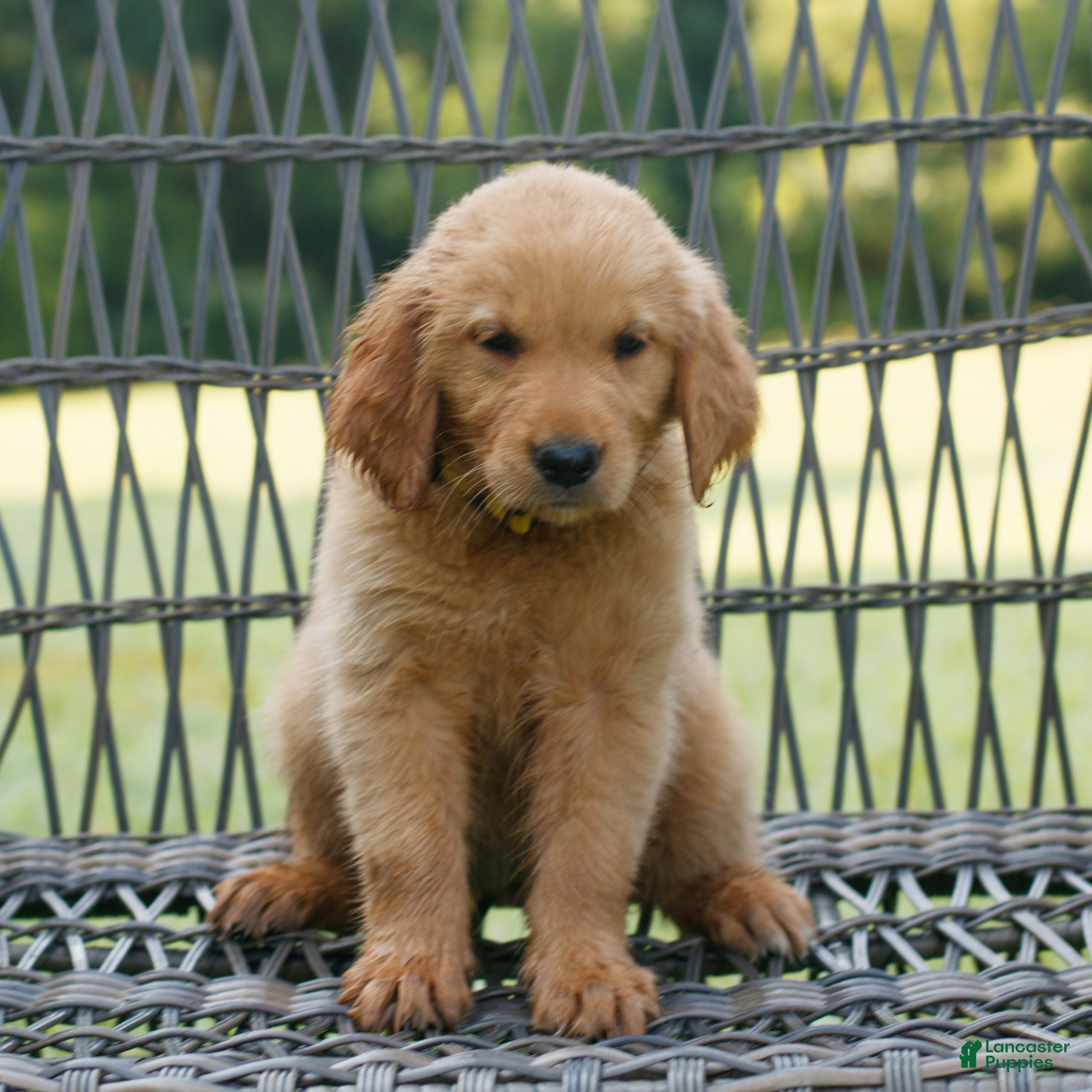 Golden Retriever dogs Sunny - Ad 1
