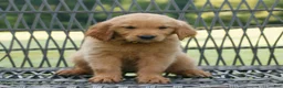 Golden Retriever dogs for sale: Sunny - Ad 1