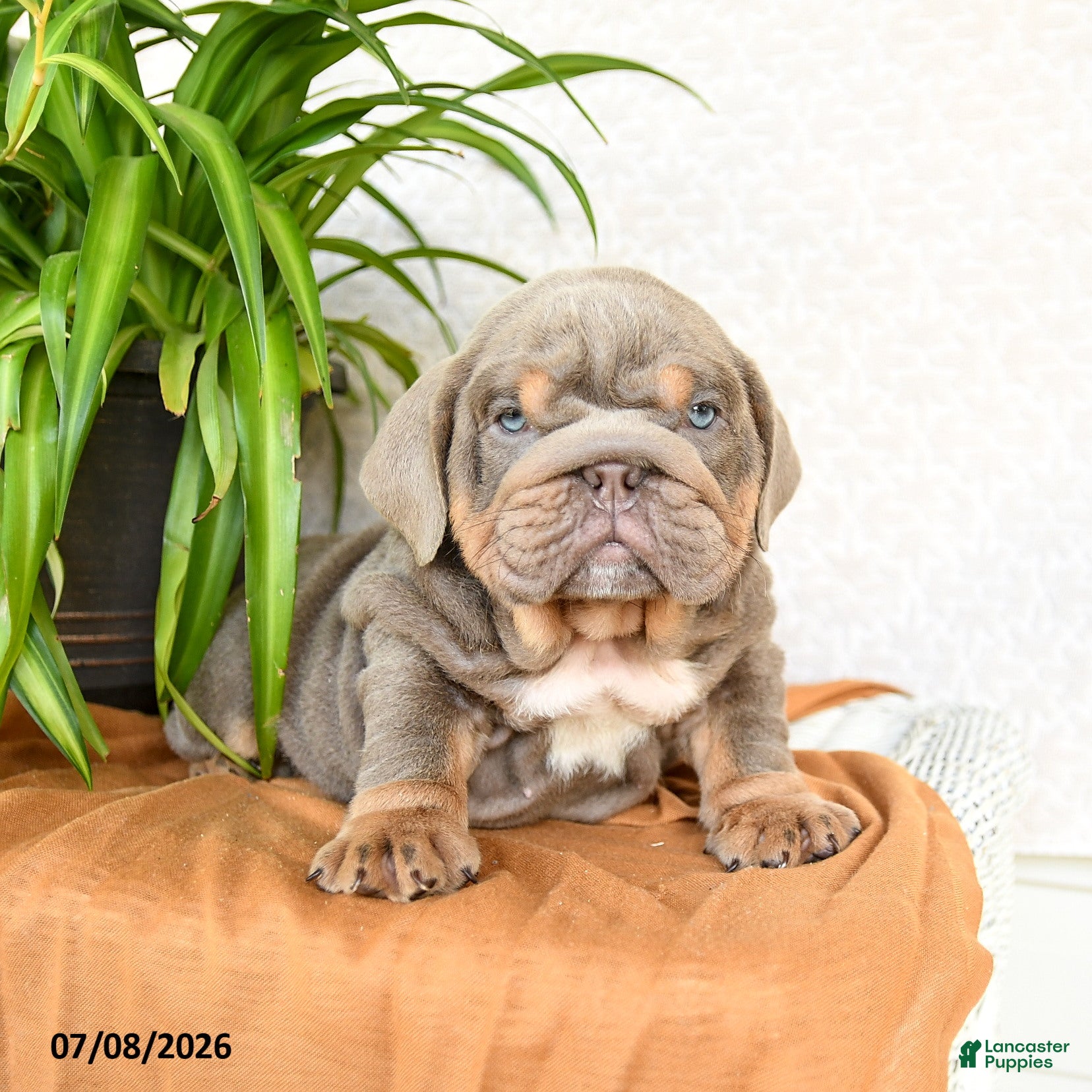 English Bulldog dogs Raymond - Ad 1