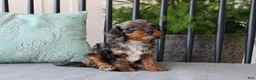 Cavapoo dogs for sale: Teddy - Ad 2