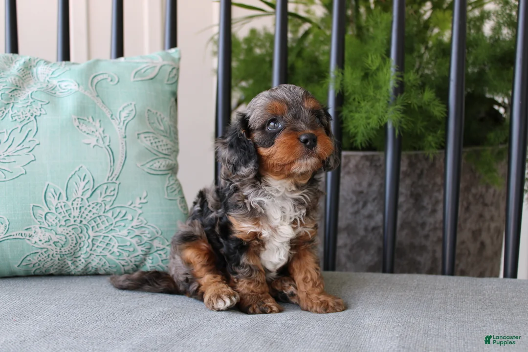 Cavapoo dogs for sale: Teddy - Ad 2
