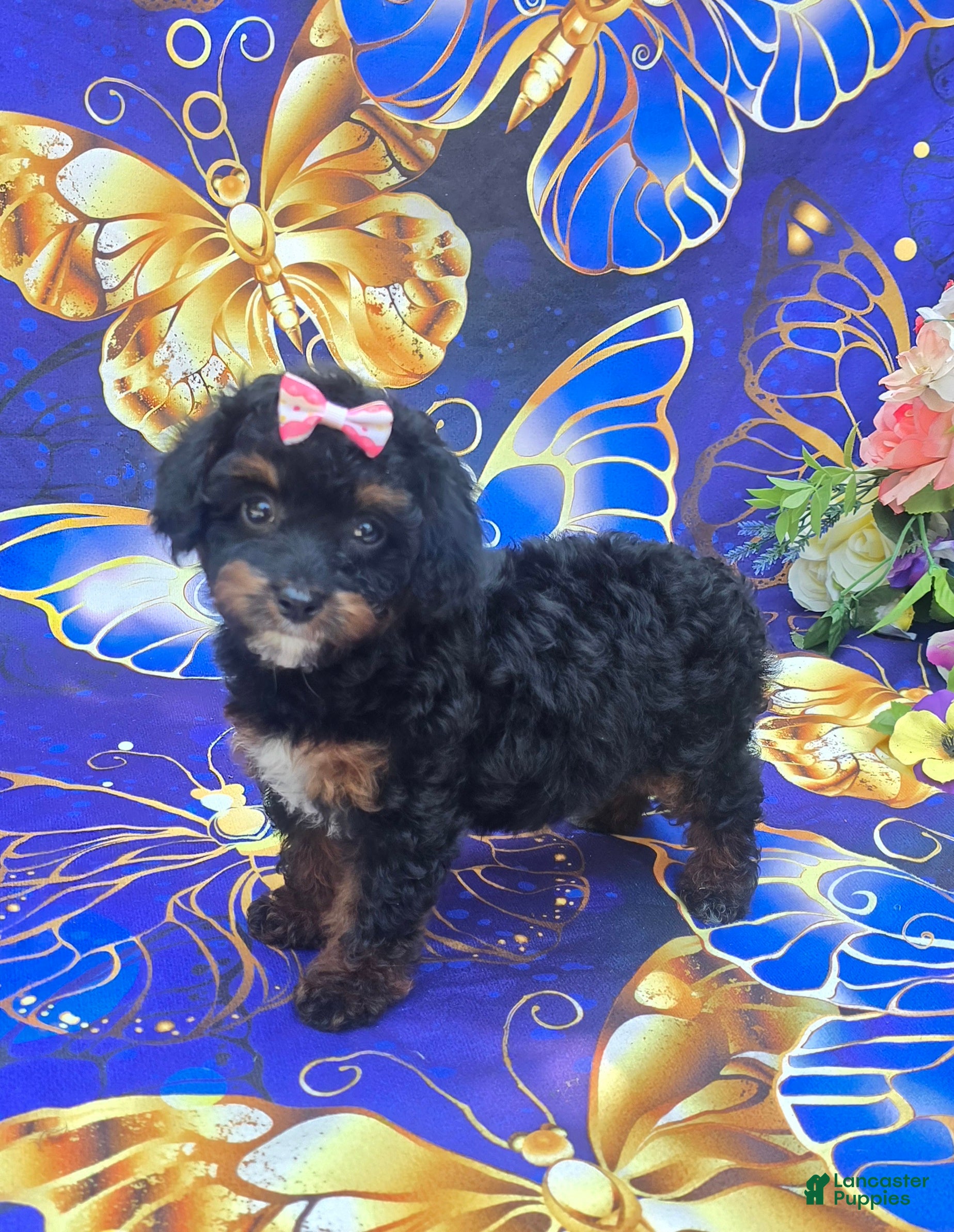 Cavapoo dogs Eclair  - Ad 2
