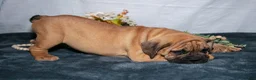 Beabull dogs for sale: Roscoe - Ad 3