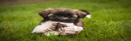 Havanese dogs for sale: Blitz Havanese  - Ad 15
