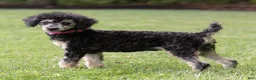 Miniature Poodle dogs for sale: Misty Miniature Poodle  - Ad 3