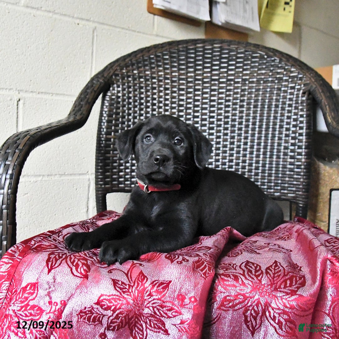 Labrador Retriever dogs for sale: Bear - Ad 2