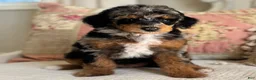 Miniature Poodle dogs for sale: Gwennie - Ad 3