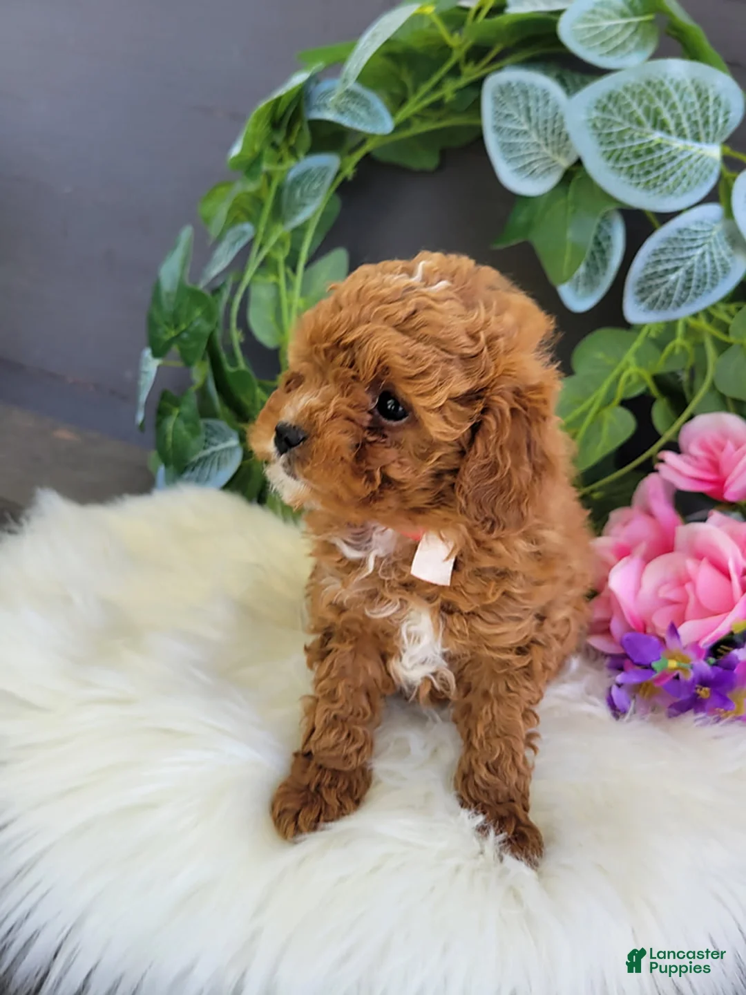 Mini Goldendoodle dogs for sale: Miss Ribbon - Ad 2